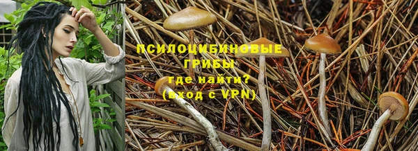 ПСИЛОЦИБИНОВЫЕ ГРИБЫ Ладушкин